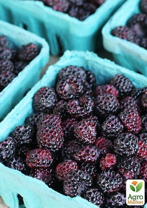 Эксклюзив! Малинно-ежевичный гибрид чёрный с глянцевым блеском "Роскошный блюз" (Luxury Blues) (премиальный крупноплодный сорт) - фото 2
