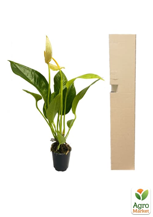 Антуриум (Anthurium) "Oshiro White" - фото 6