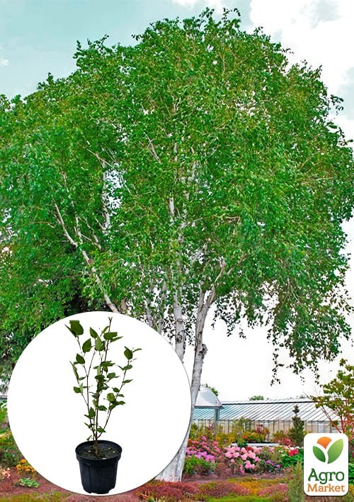 Береза корисна "Jacquemontii" висота 70-80см