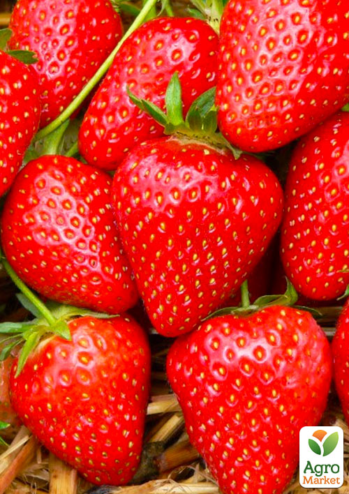 Ексклюзив! Полуниця яскраво-червона "Мармеладка" (Marmalade) (преміальний ремонтантний сорт, висока лежкість)