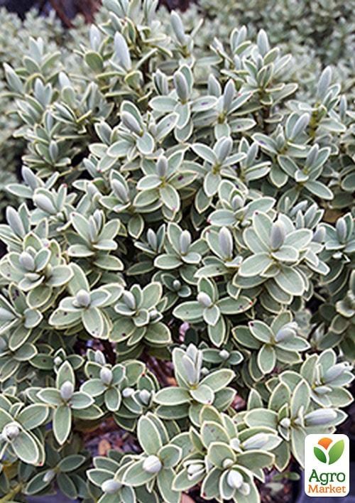 Хебе толстолистная 2-х летняя (Hebe pinguifolia) С2, высота 15-25см - фото 2