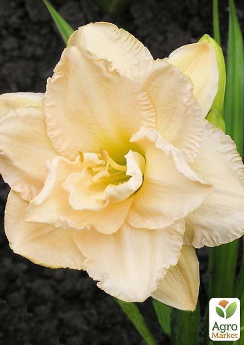 Лилейник "Land of Cotton" 1шт в упаковке - фото 2