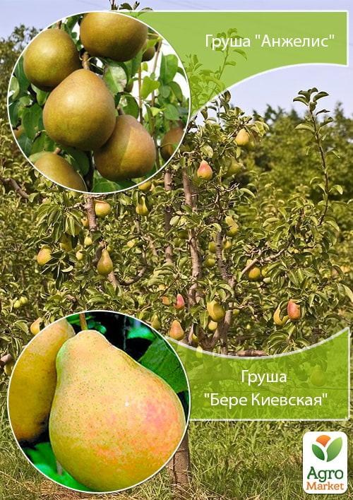 Дерево-сад Груша "Анжелис+Бере Киевская" 