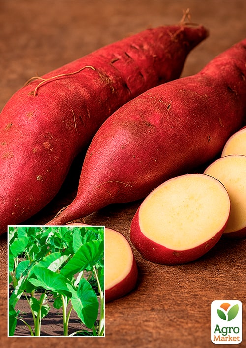 Рассада Батата "Murasaki", Р10 (кремовая мякоть)