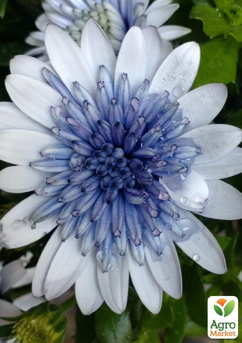 Остеоспермум махровий Erato "Double Ice Blue"