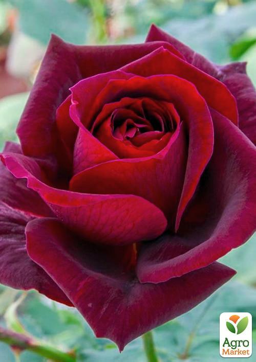 Роза плетистая "Guini"