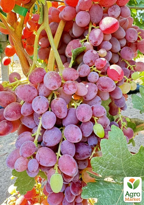 Виноград кишмиш "Подяка Полякам" (ранньостигла, солодка, соковита ягода) - фото 4