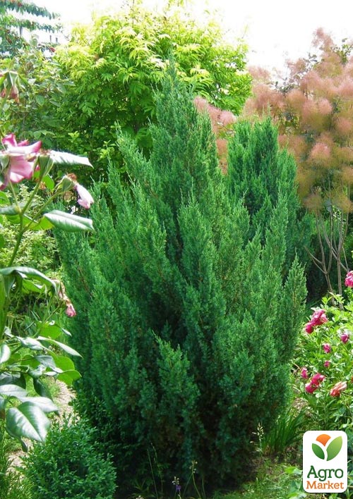 Можжевельник китайский "Stricta" горшок P9