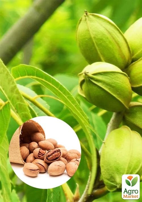 Орех "Пекан" саженец 2 года (средний срок созревания)