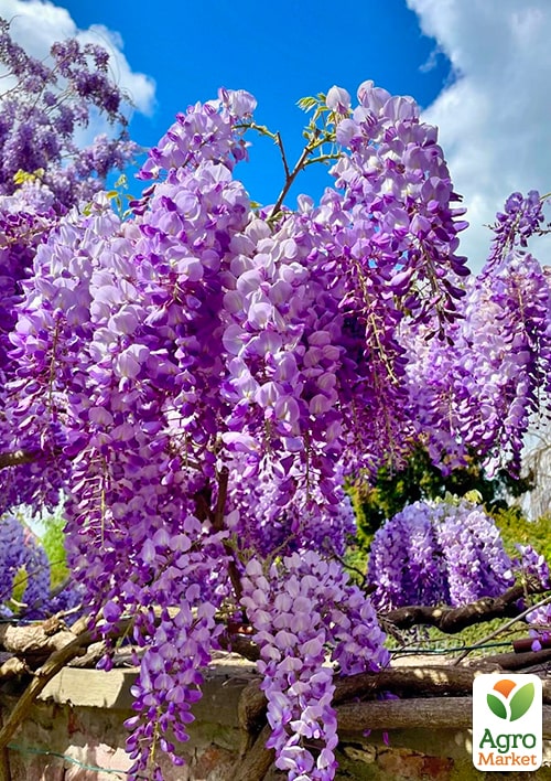 Глициния фиолетовая “Прекрасный пейзаж” (Beautiful landscape) - фото 5