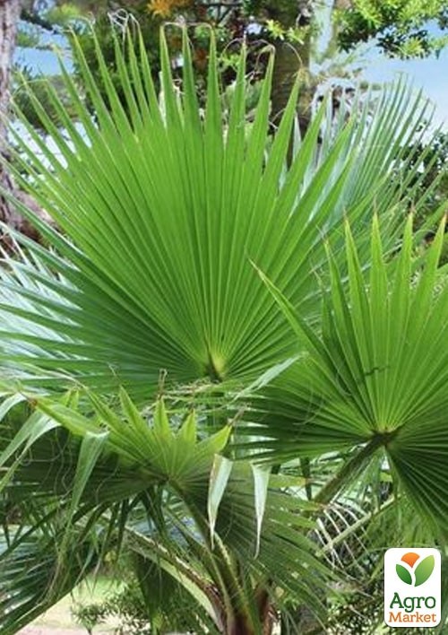 Вашингтонія "Санта-Барбара" ТМ "Vesna Exclusive"3шт