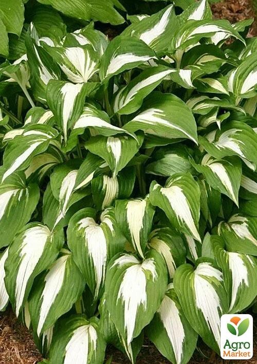 Хоста "Night Before Christmas" 