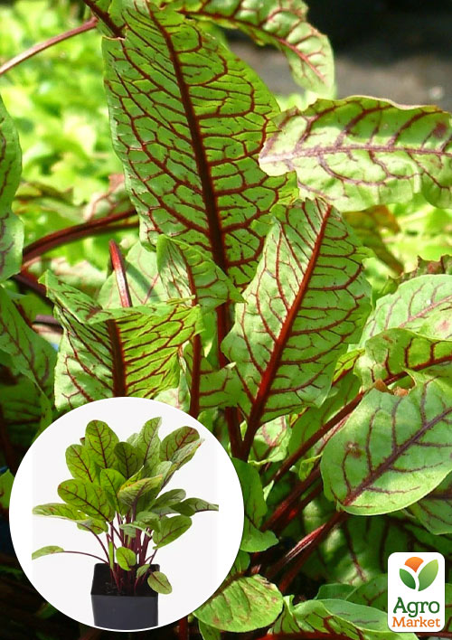 Щавель "Кровавая Мэри" (изысканый вкус, высокая декоративность)