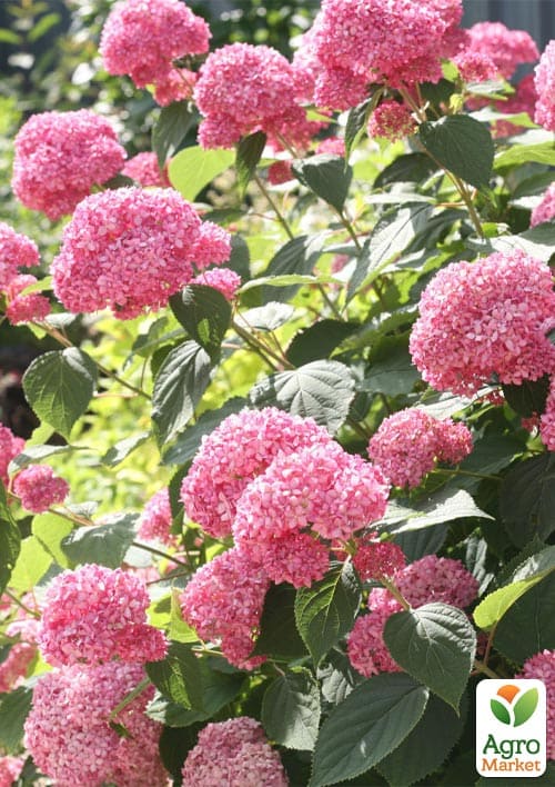 Гортензия 3-х летка древовидная "Pink Annabelle" - фото 3