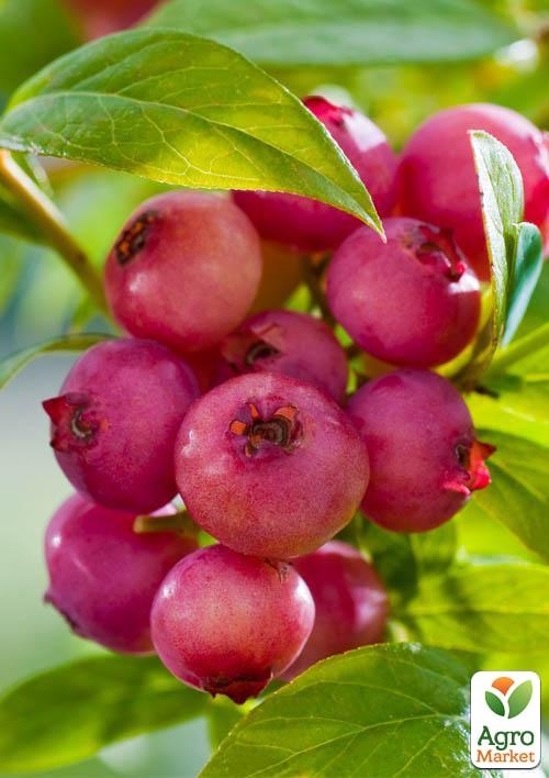 Лохина (чорниця садова) середньопізня "Рожевий лимонад" Ексклюзив! - фото 5