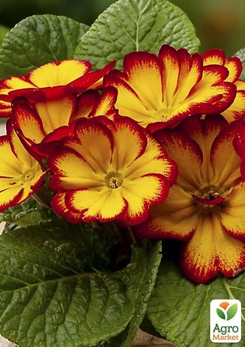 Примула первоцвет "Elcora Red" 