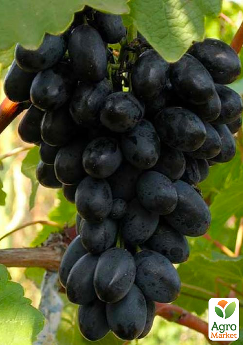Виноград десертный "Северные Ночи Сербии" (сладкий гармоничный)