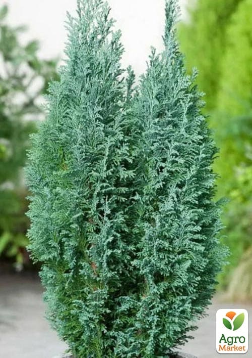 Кипарисовик Лавсона "Alumi" С3, высота 20-30см - фото 4