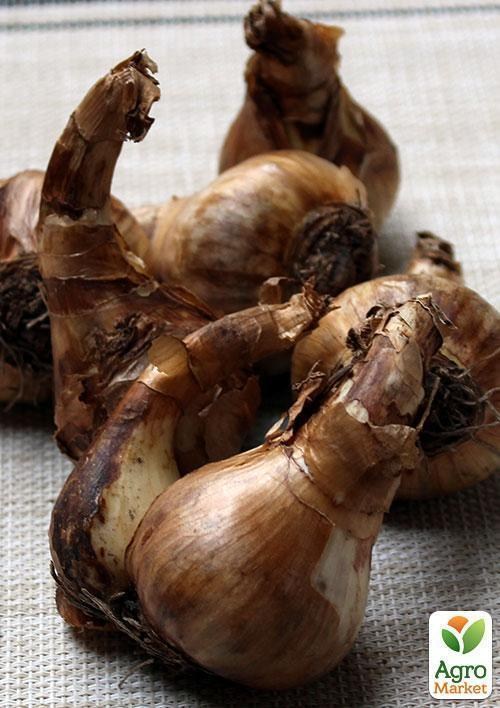 Нарцис "British Gamble" (розмір 12/14, великий) 3шт в упаковці - фото 2