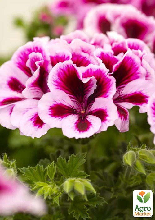 Пеларгония Королевская Novita Classic "White Star"