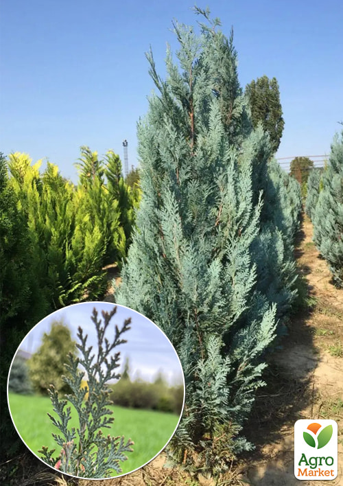 Кипарисовик Лавсона "Blom" (ком/сетка) высота 120-140см