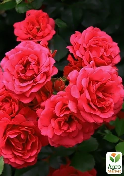 Роза почвопокровная "Роди"