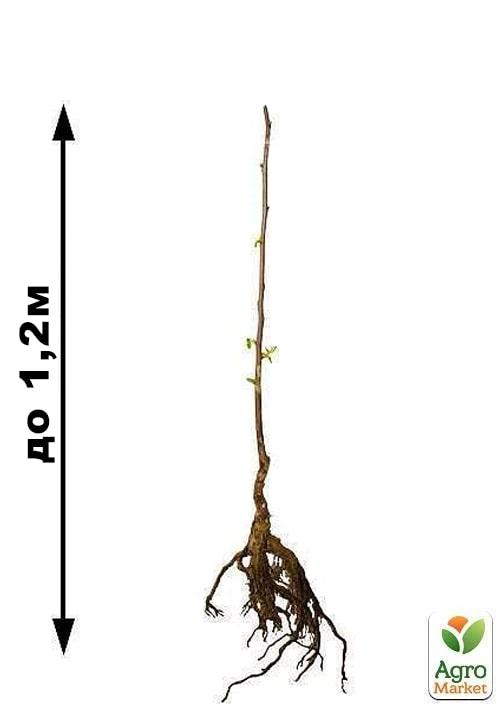 Хурма на віргінській морозостійкій підщепі  "Нікітська бордова" вищий сорт! - фото 7