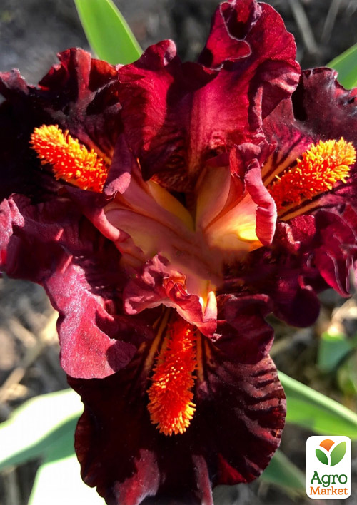 Ирис карликовый "Mordor" 