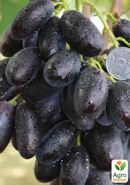 Виноград "В-2" (соковита, солодка, хрустка м'якоть, ранньостиглий) 1 саджанець в упаковці