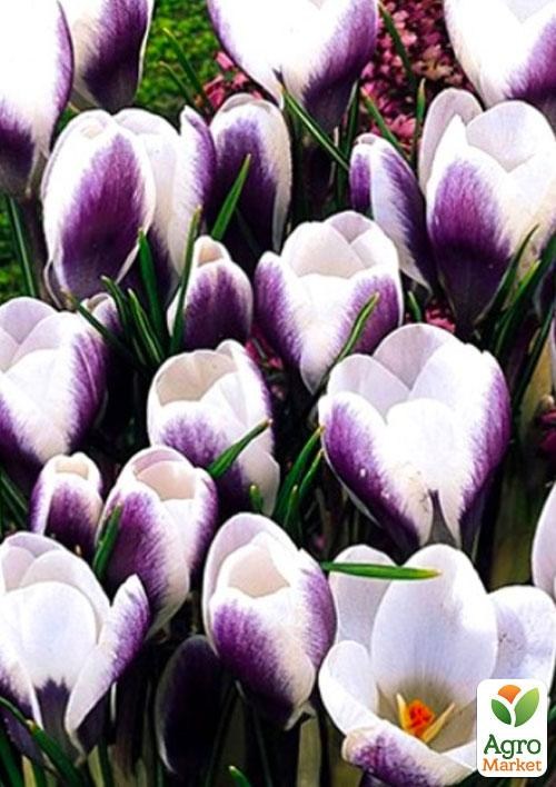 Крокус ботанический "Prins Claus" (размер 5/7 , средний) - фото 3