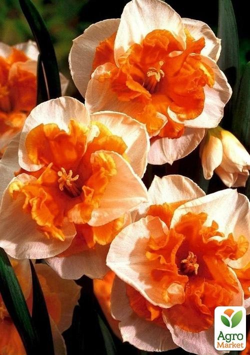 Нарцис "Love Call"