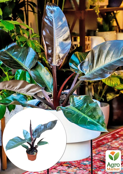LMTD Філодендрон "BLACK CARDINAL" висота 30-40см