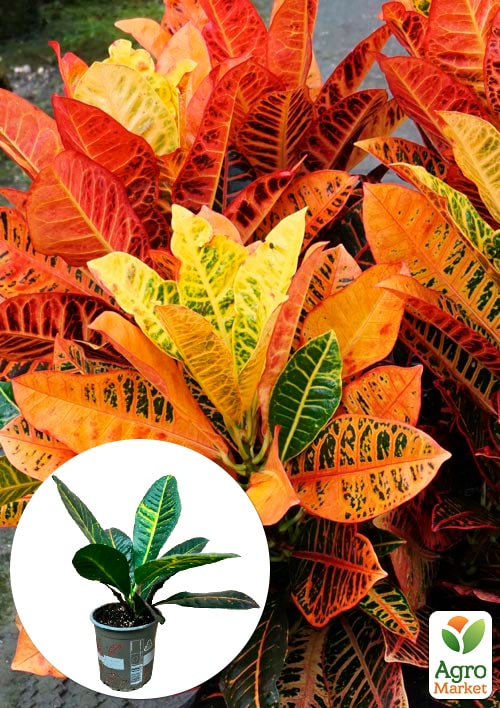 Кротон (Croton) "Petra"