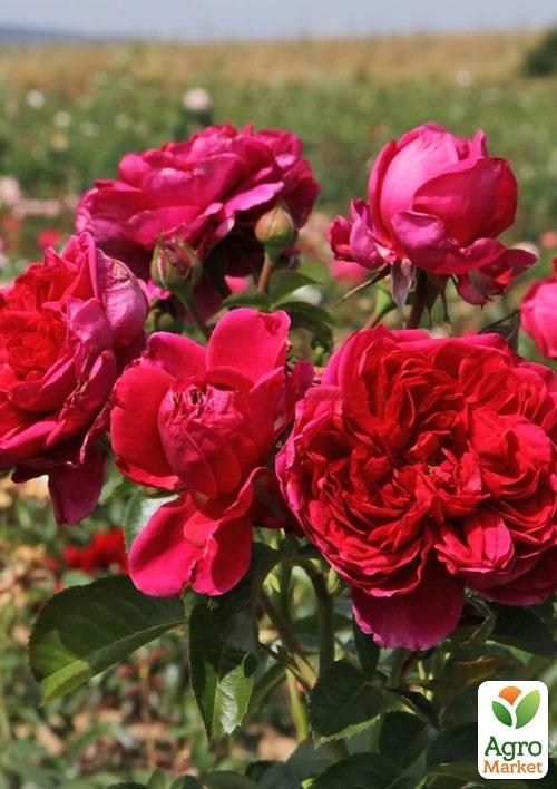 Роза в контейнере английская "Soul" (саженец класса АА+) - фото 3