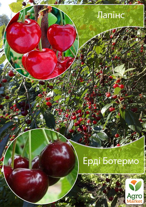 Дерево-сад Черешня "Лапінс"+Вишня "Ерді Ботермо"