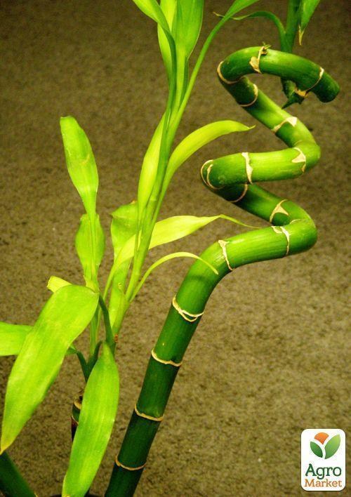Бамбук "Кімнатний" ТМ "Vesna Exclusive" 5шт - фото 3