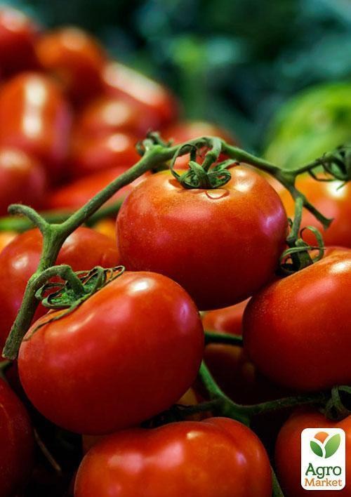 Томат "Мичуринец" ТМ "Vesna Select" 0,2г - фото 2