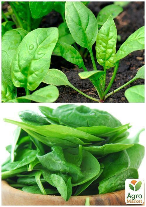 На развес Шпинат "Гигантский" ТМ "Весна" цена за 7г - фото 5