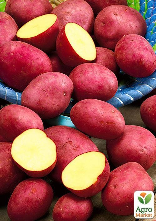Насіннєвий рання картопля "Христина" (на жарку, 1 репродукція) 1кг