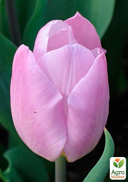 Тюльпан "Candy Prince" (размер 11/12 , крупный) 3шт в упаковке - фото 3