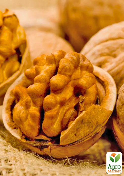 Волоський горіх "Топорівський" (середньостиглий термін дозрівання) - фото 6