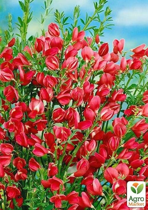 Рокитник Cytisus Coronary "Boskoop Ruby" 1 саджанець в упаковці