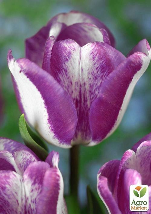 Тюльпан "Hotpants" (розмір 11/12, великий) 3шт в упаковці