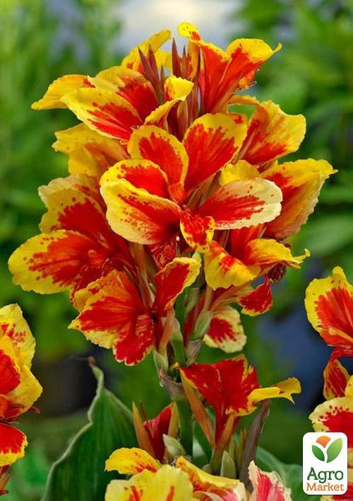 Канна Низькоросла "Queen Charlotte" - фото 3