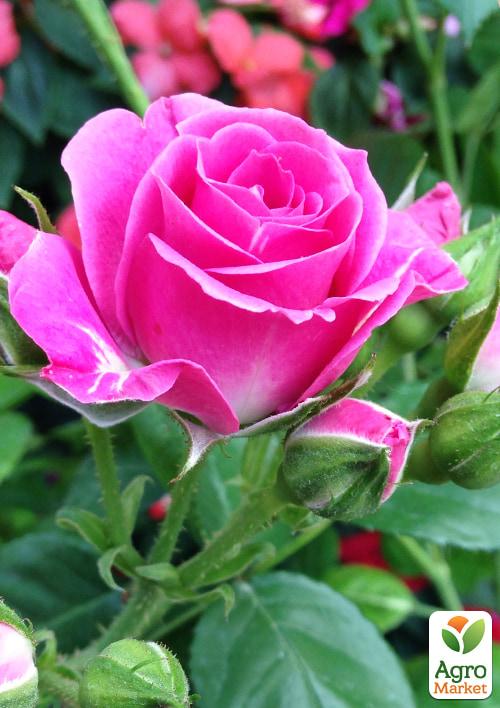 Роза Мініатюрна (кімнатна) "Cupcake" (Нідерланди) - фото 5