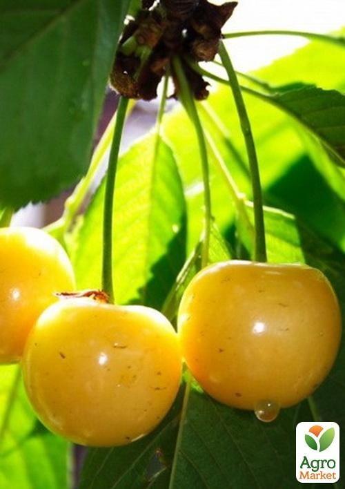 Черешня жовта "Дрогана жовта" (літній сорт, середній термін дозрівання)
