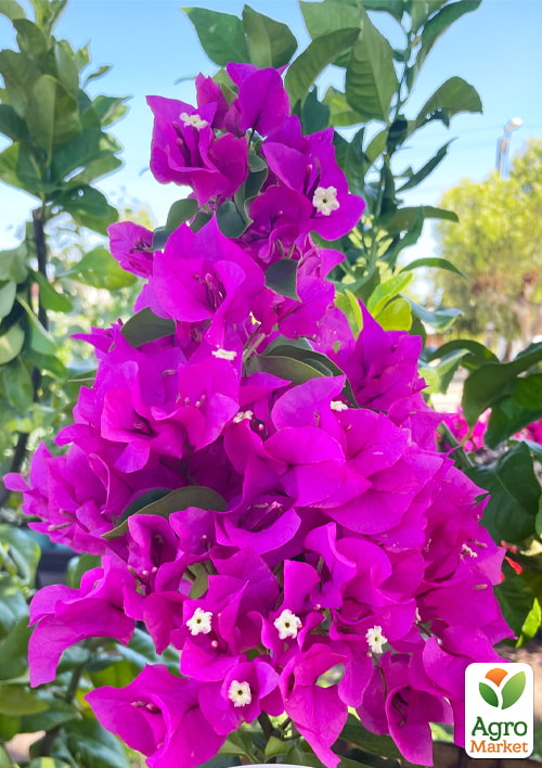 Бугенвиллия комнатная цветущая "Vera deep purple" - фото 5