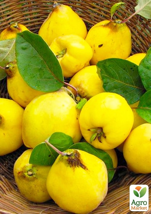 Айва "Кубанська урожайна" (осінній сорт, ранній термін дозрівання)