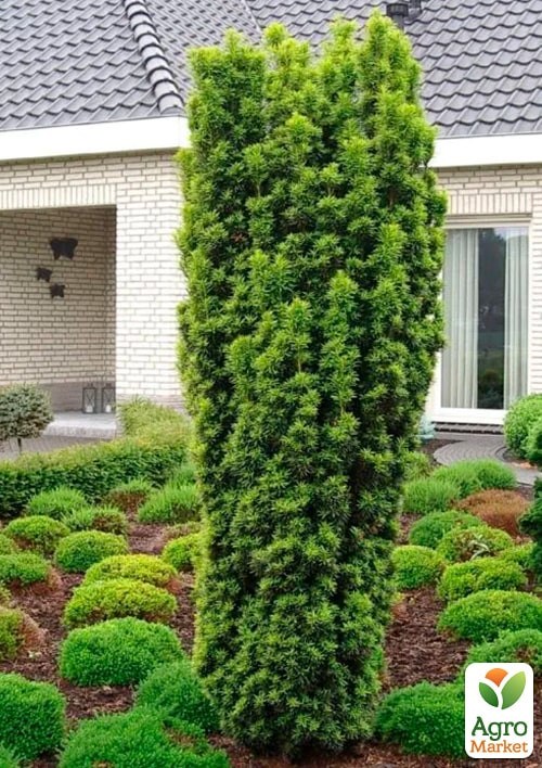 Тис ягідний "David" С2, висота 25-30 см - фото 3