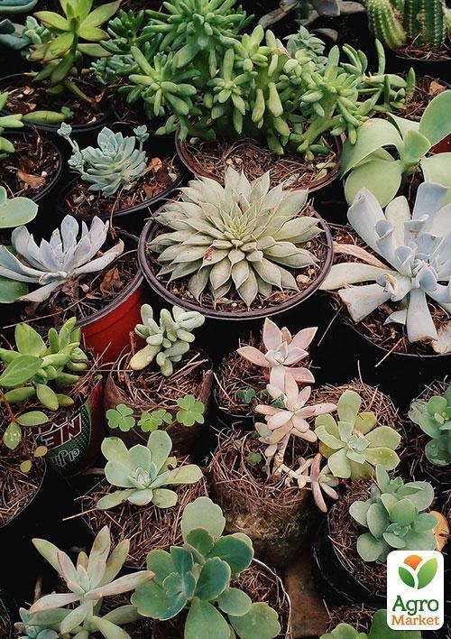 Суккуленты "Красочная смесь" ТМ "Vesna Exclusive" 10шт - фото 2